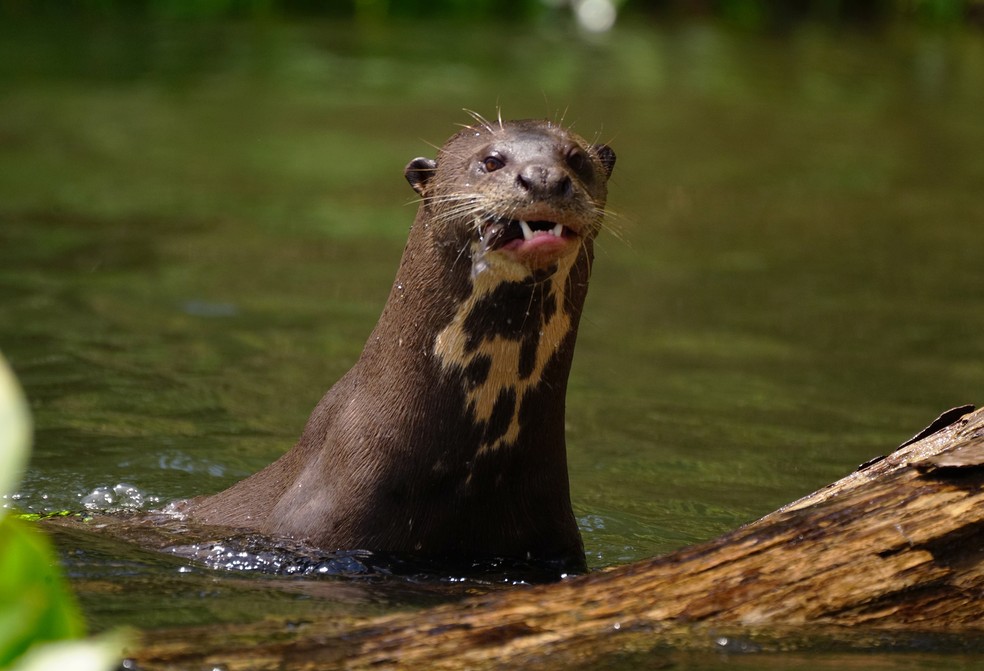 Animais Do Rio Amazonas Zoomarine Apoia Missão De Resgate E
