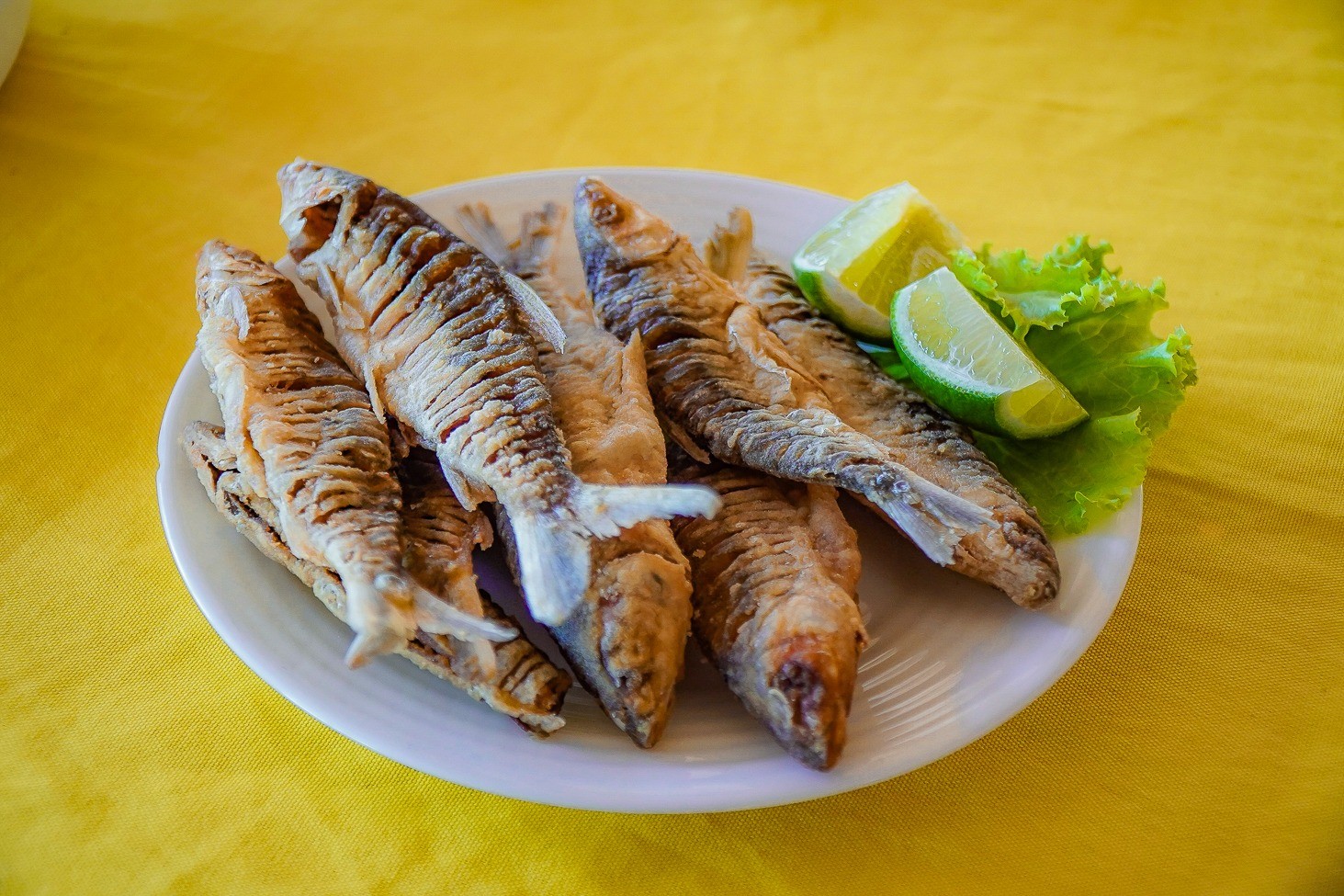 Praia de Ponta de Pedras se prepara para o XXI Festival do Charutinho e deve receber mais de 15 mil visitantes 
