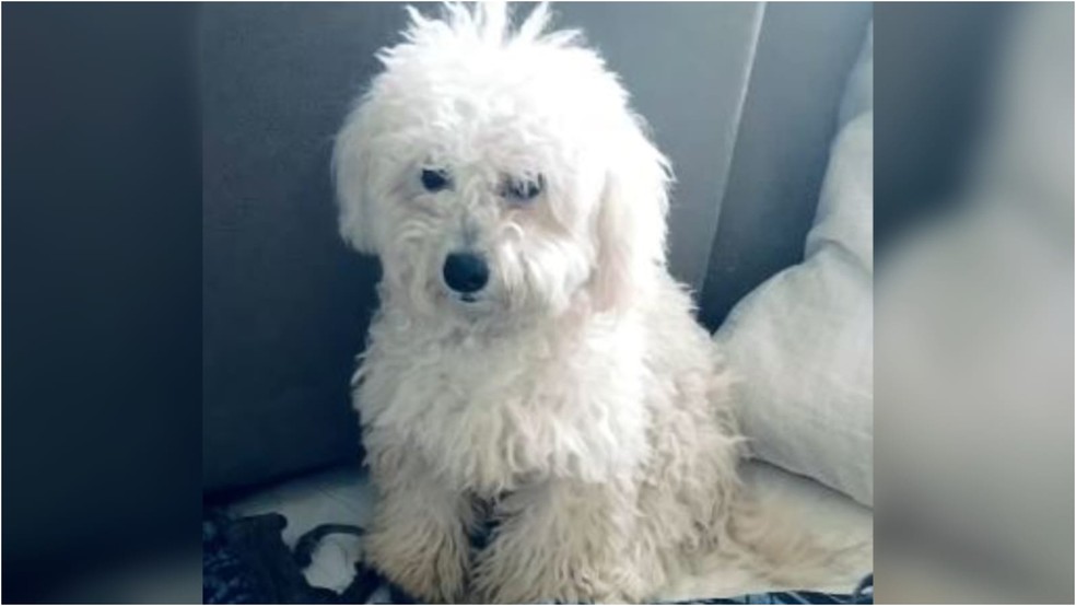 Cão de estimação da família que sofreu acidente foi acolhida por uma protetora da ONG Defensoras das Patinhas e será entregue aos parentes da vítima. — Foto: ONG Defensoras das Patinhas/ Reprodução