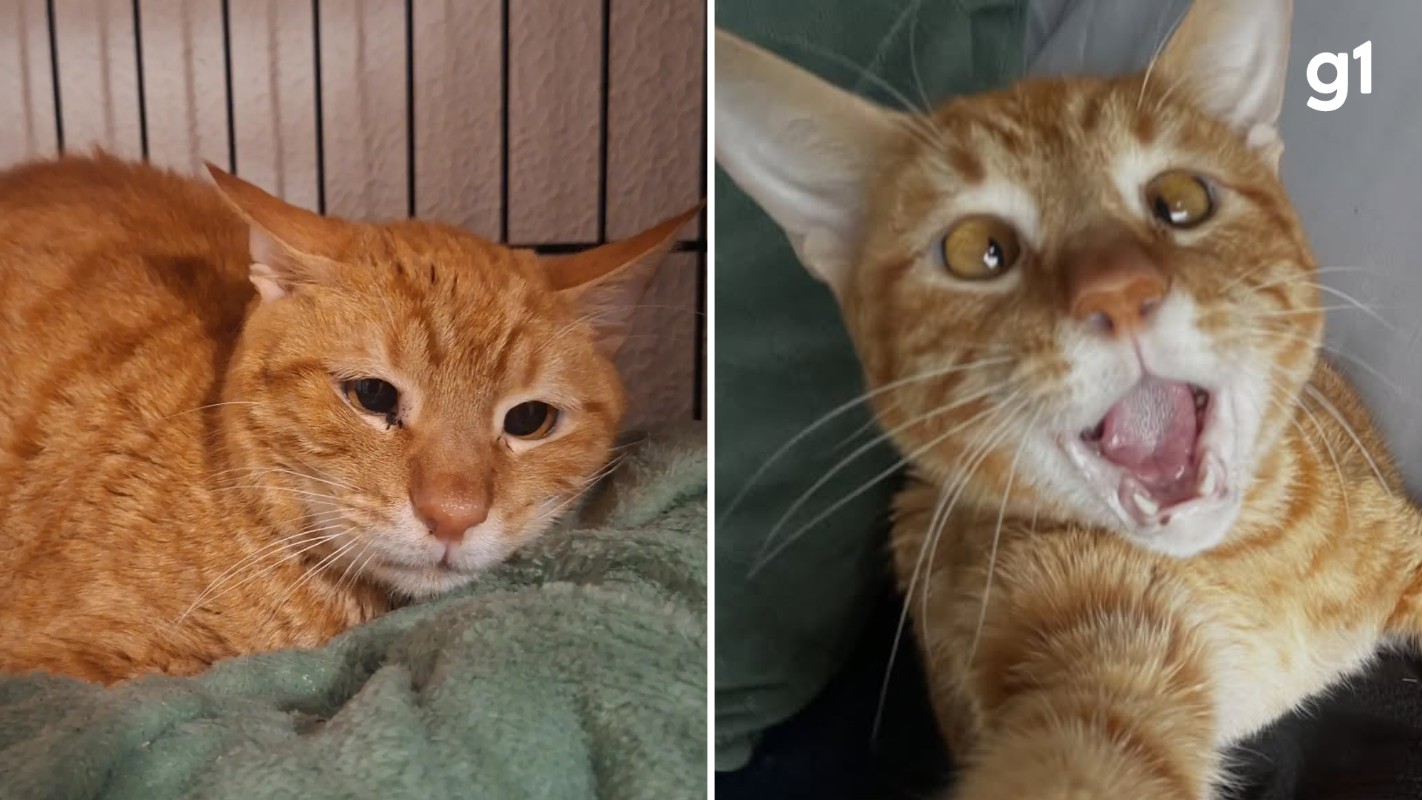 Antes e depois: gato devolvido para abrigo por ser 'dependente demais' viraliza com cara 'triste' e reaparece 'feliz' com novo tutor no RS