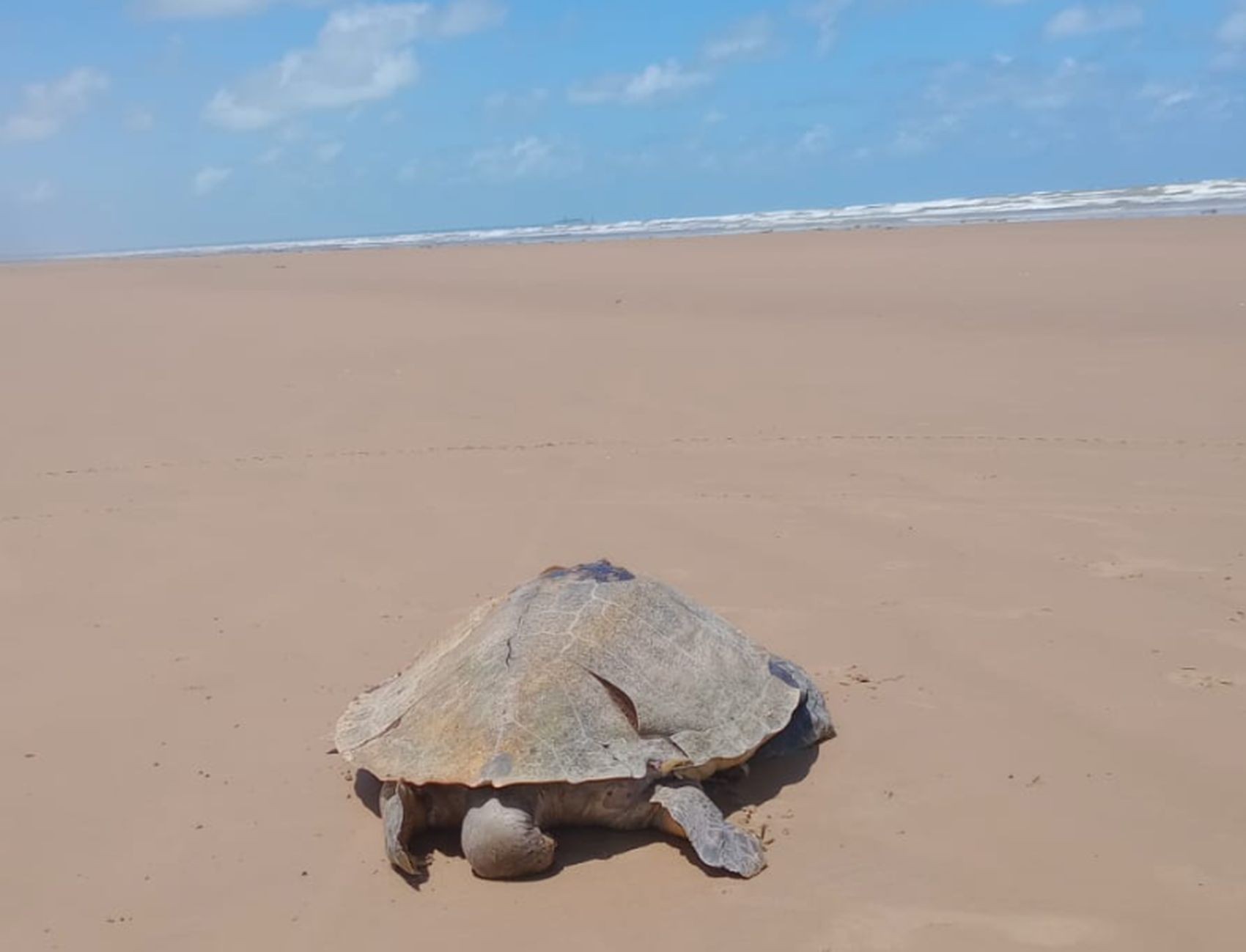 Tartaruga é encontrada morta em praia da Barra dos Coqueiros 