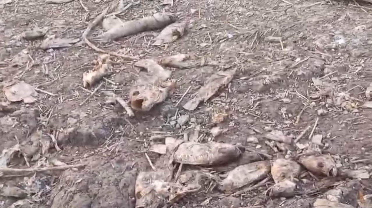 Peixes são encontrados mortos na zona rural de Manacapuru, interior do AM