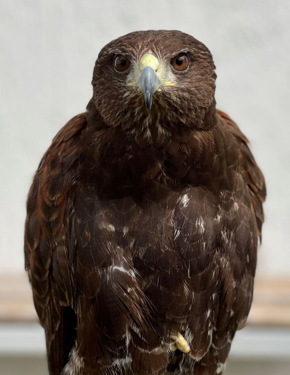 Shogun é uma das aves que trabalham no aeroporto de Confins — Foto: BH Airport/Divulgação