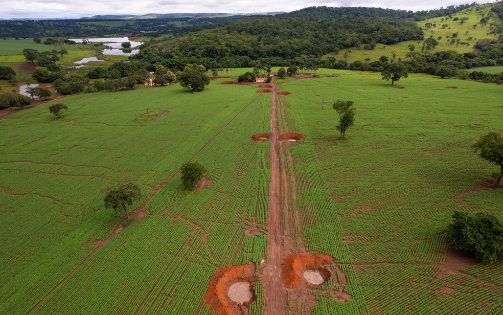 Espécie desapareceu de área da zona rural de Goiânia, onde já havia sido registrada. — Foto: Divulgação / Instituto Boitatá
