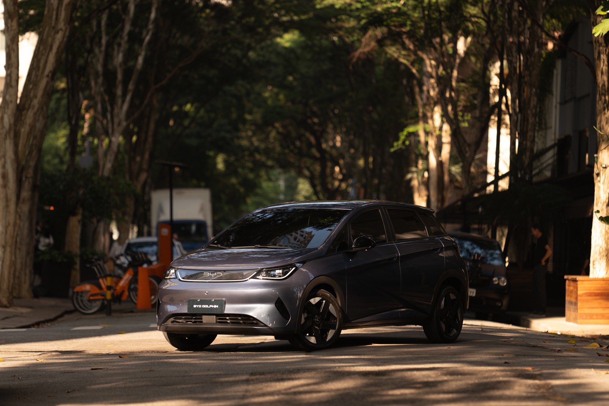 dolphin special edition