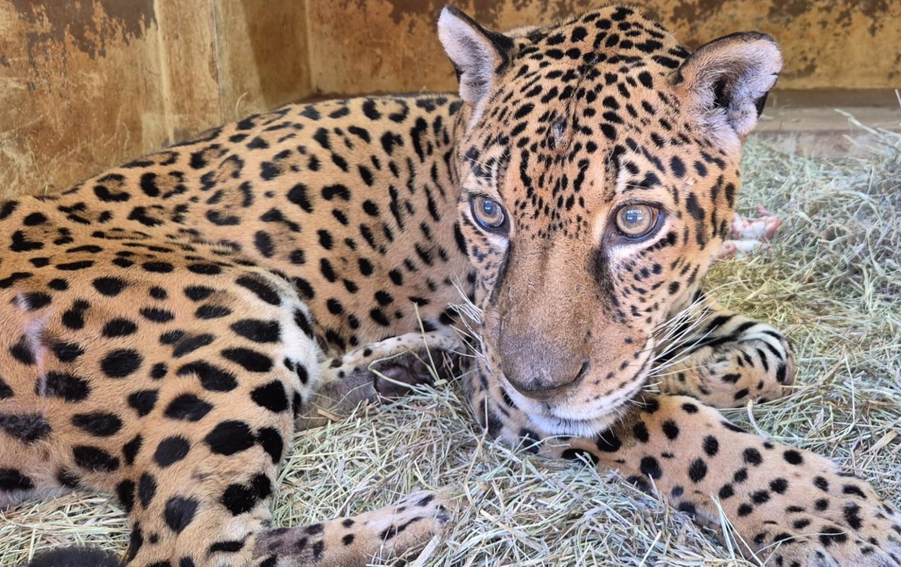 Amor pelas sombras e 'receio' das águas: quem é Jack, a 1ª onça-pintada a passar por transfusão de sangue no país