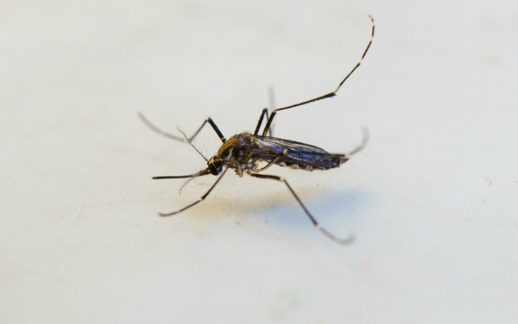 Calor e chuvas aumentam risco de dengue em Cuiabá após alerta de tempestades em MT