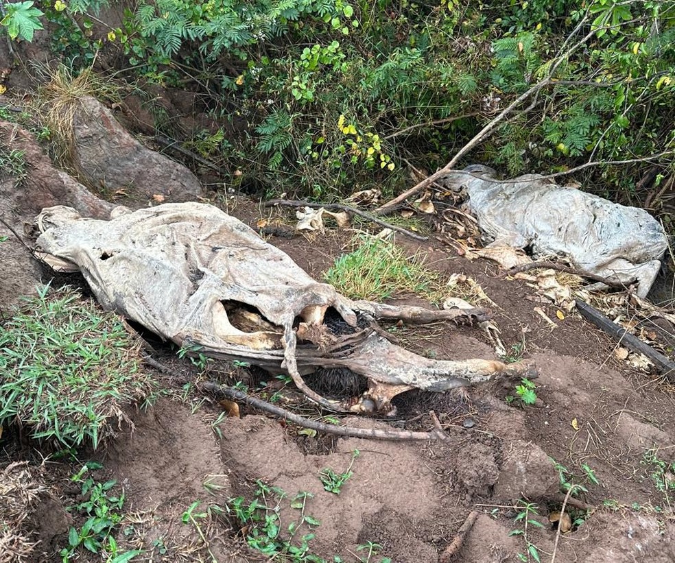 Idoso foi multado em R$ 18 mil, em Indiana (SP) — Foto: Polícia Ambiental
