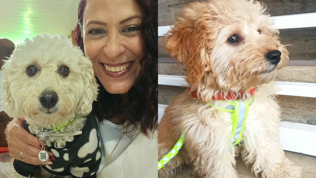 Busca por pets mobiliza tutores em Petrolina com promessas de recompensa de até R$ 2 mil