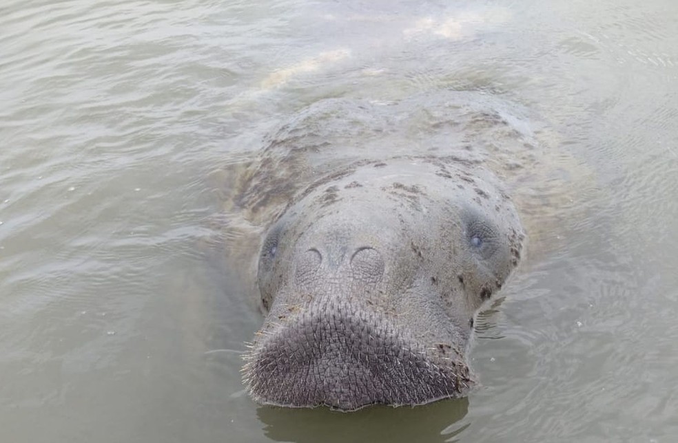 Peixe-boi Astro na Barra dos Coqueiros. — Foto: Alex Batista