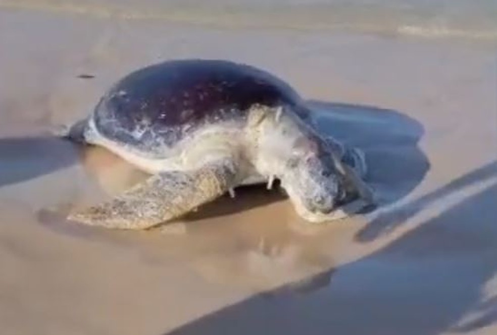 Tartaruga morta encontrada no litoral do RN neste mês de janeiro — Foto: Cedida/Projeto Cetáceos