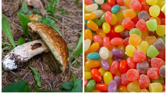 'Microdosagem' com cogumelos em doces aumentou casos de envenenamento e emergências nos EUA - Com poucas evidências e regulação, produtos à base de cogumelos afirmam melhorar a função cognitiva, mas trazem riscos de efeitos colaterais graves, como convulsões e problemas cardiovasculares