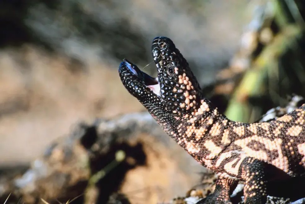 Um hormônio presente no veneno do monstro-de-gila é a base da semaglutida, princípio ativo do Ozempic — Foto: Getty Images via BBC