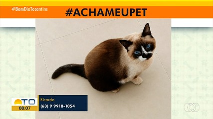Tutor procura gatinha que está em tratamento e desapareceu em Luzimangues