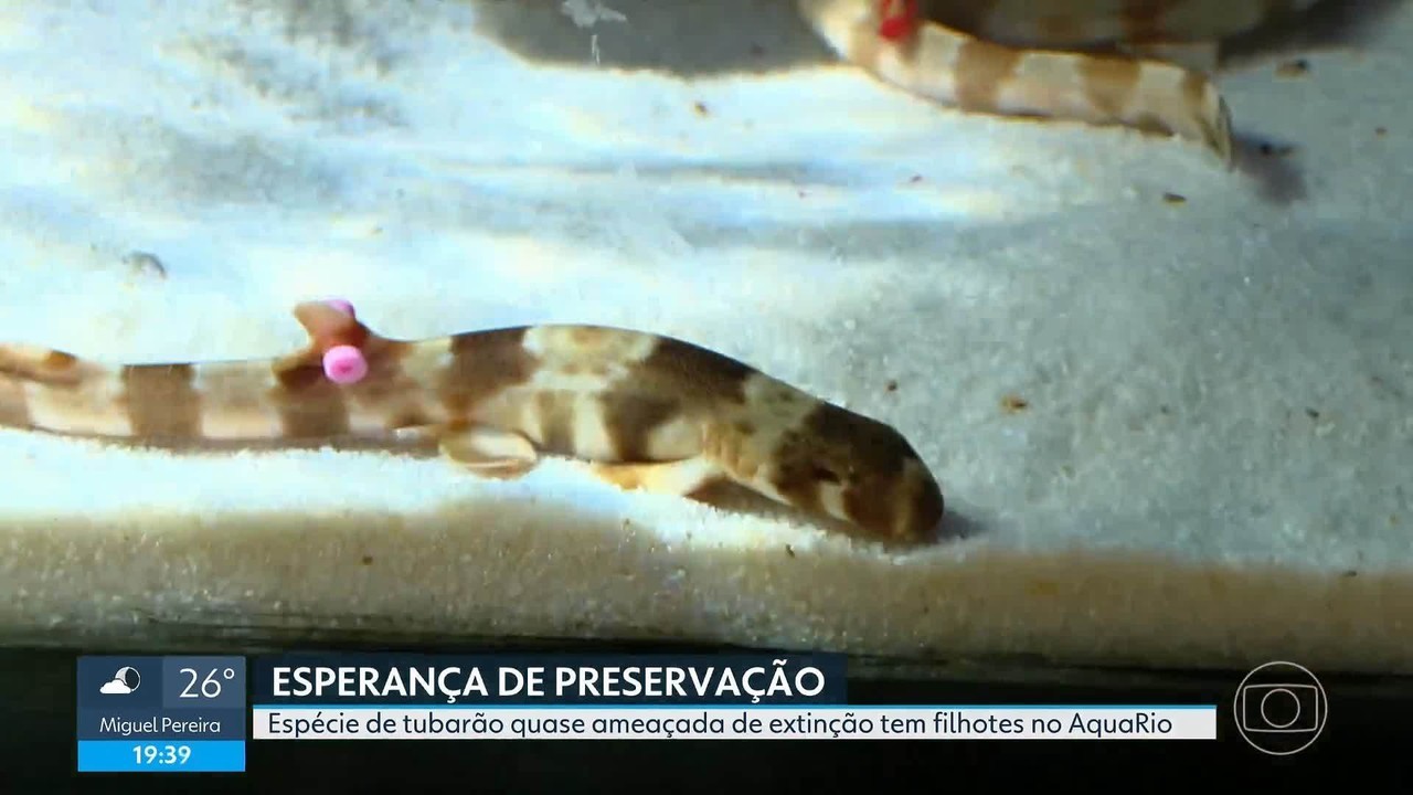 NASCIMENTO DE FILHOTES de Tubarão de Espécie 'Quase AMEADADA DE EXTINCOO' NO AQUARIO Renova Esperança de Conservóia. Rio de Janeiro