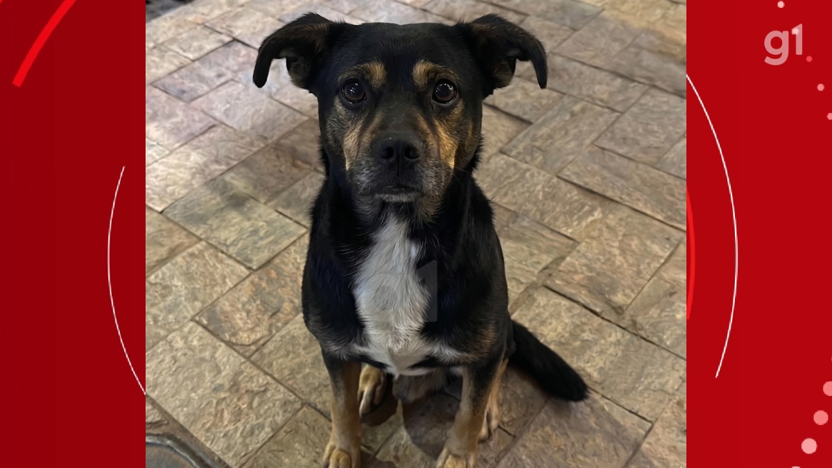 Cachorro é morto a tiros em MG e militar da reserva é apontado como suspeito