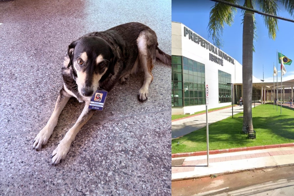 Morre Pretinha, cadela que virou mascote e 'funcionária' da Prefeitura de Ibirité