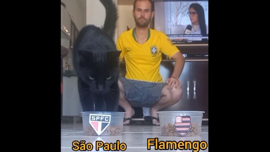 Conheça o "gato vidente" que prevê SP campeão e já acertou palpites de Libertadores e até BBB - Foto: (Reprodução/TikTok)