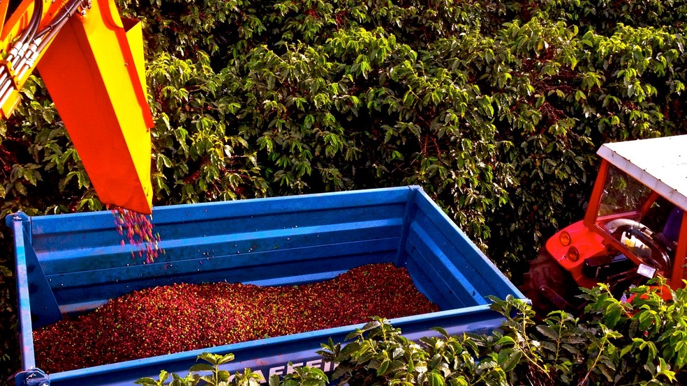 Colheita do café está se aproximando e exige cuidados do produtor – Crédito: Divulgação.