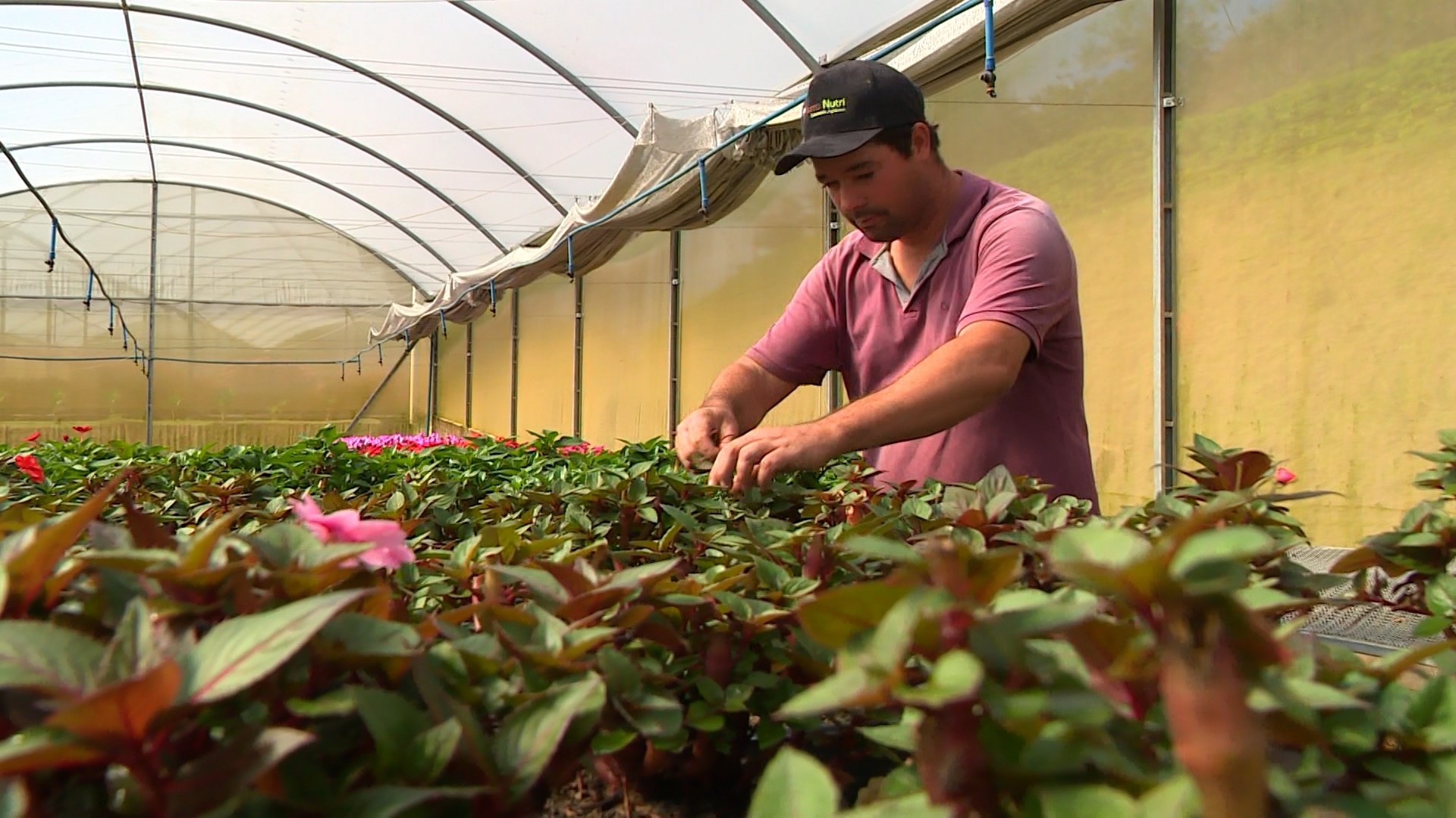 Dia dos Namorados aumenta procura por flores e aquece produção no ES