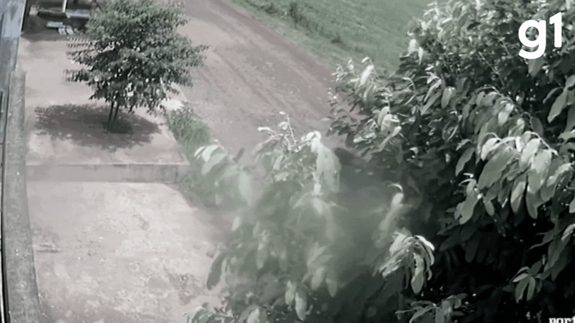 Senador é condenado a indenizar estudante atacada por vaca solta em estrada de MT; veja vídeo