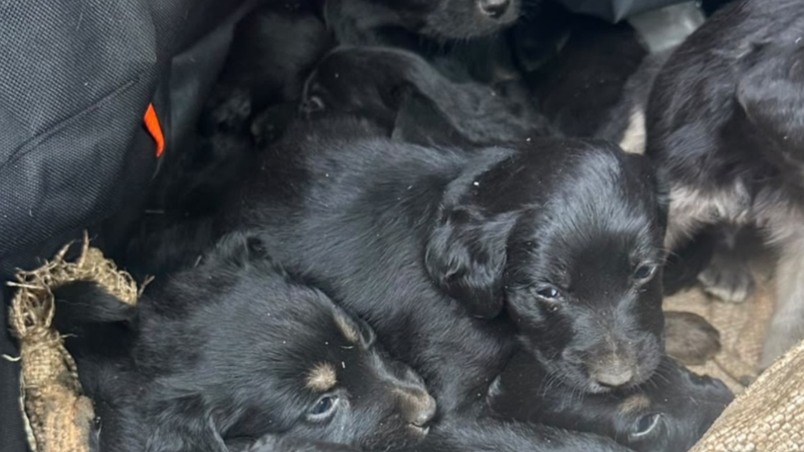 Motociclista resgata dez filhotes de cães abandonados dentro de saco amarrado no interior de SP
