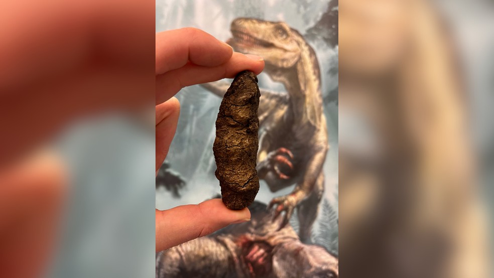 Fezes fossilizadas do dinossauro esmagador de ossos Smok, com uma reconstrução sua ao fundo. — Foto: Grzegorz Niedzwiedzki