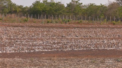 Tecnologia e pesquisa auxiliam agricultores do Tocantins no planejamento da safra de grãos