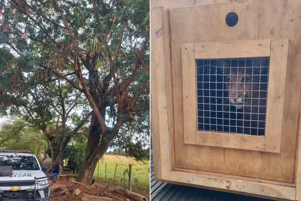 Onça foi vista em uma árvore e, como não voltou à natureza sozinha, foi resgatada pela polícia — Foto: Ana Claudia Palacio/TV TEM