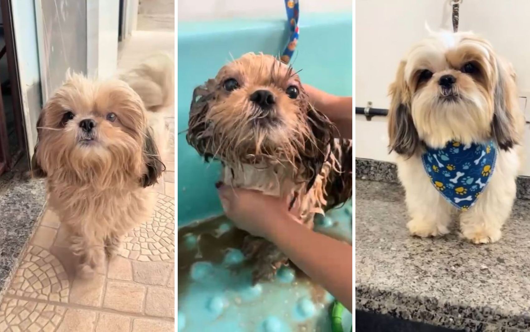 Cachorro que fugiu de casa para ir a pet shop mora a duas quadras do local e tem costume de fazer visitas, diz veterinária 