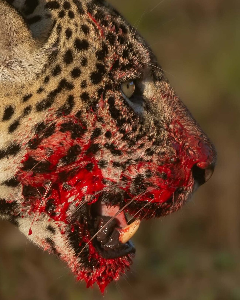 A caça aconteceu na fazenda Caiman, em Miranda. — Foto: Bruno Sartori