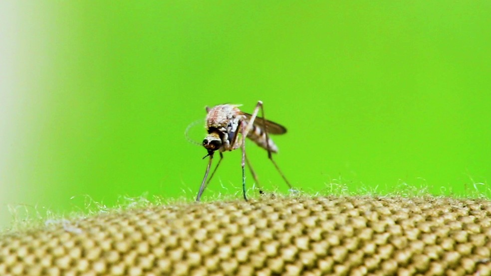 Cerca de 75% das picadas de mosquitos, como o Aedes aegypti, acontecem por cima das roupas (Foto: Divulgação)