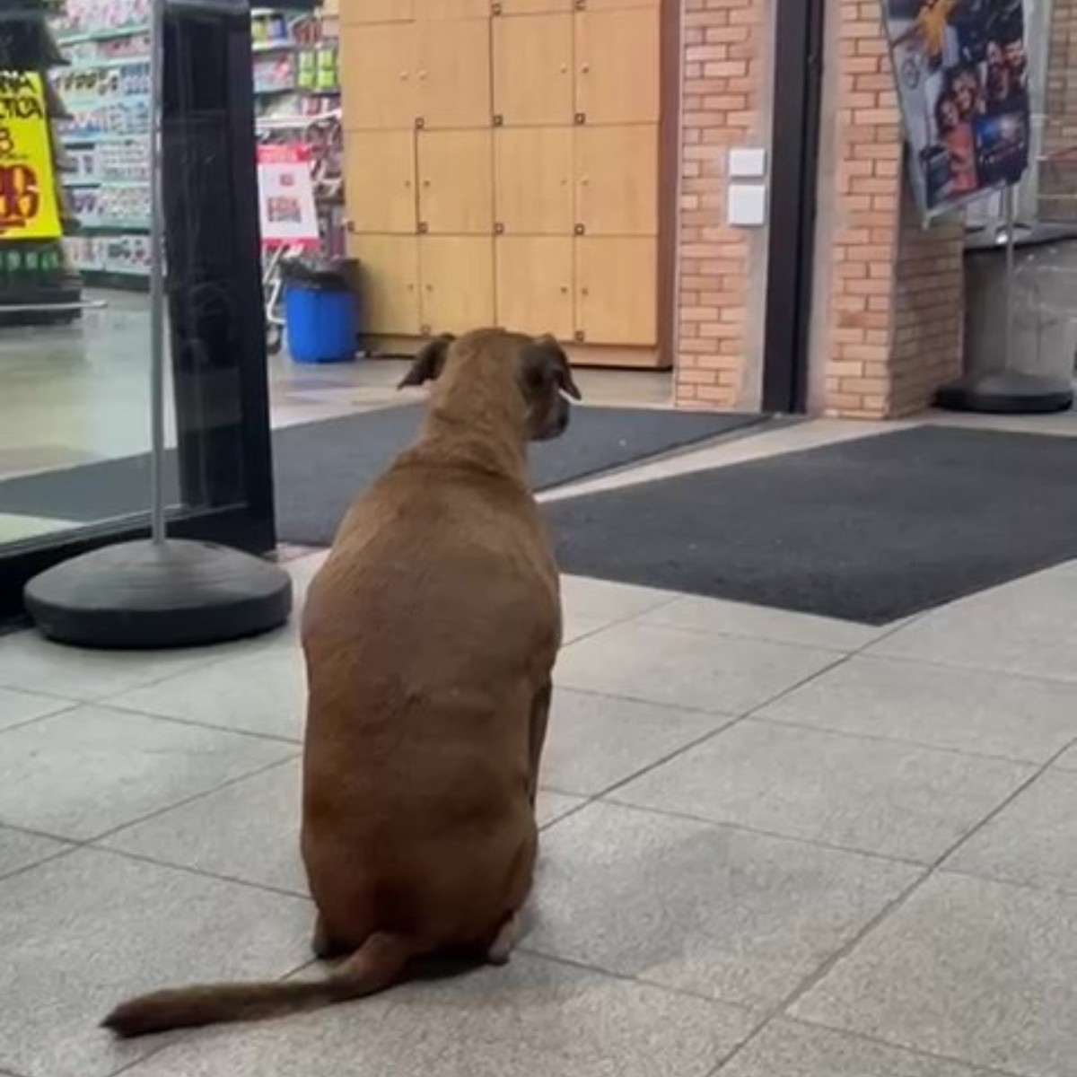 Cão caramelo chama atenção ao viver há 50 dias em porta de mercado em Paulínia; VÍDEO