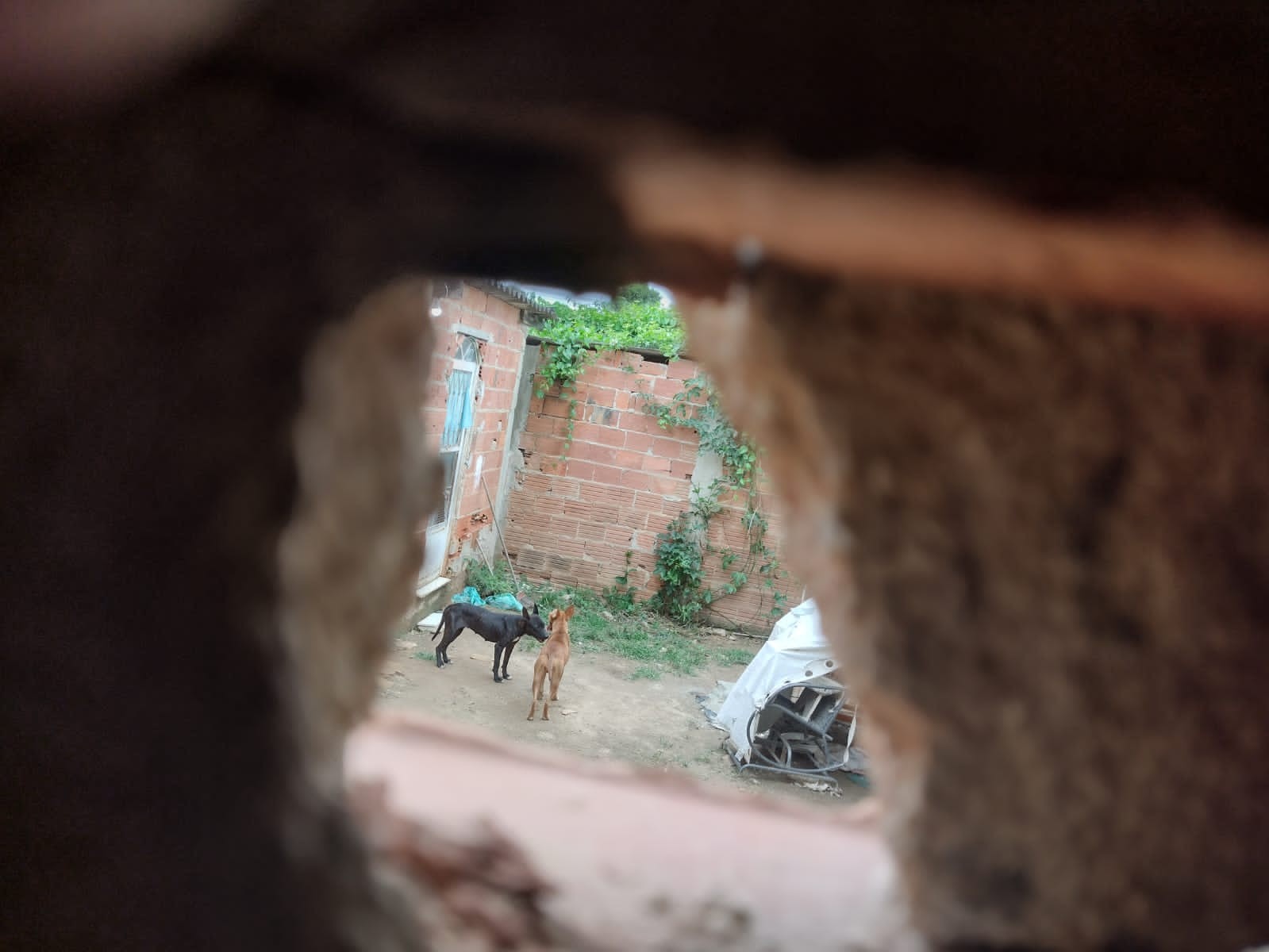 VÍDEO: 'Serial killer' presa diz que também matou cães; polícia de SP apura se ela envenenou 14 animais