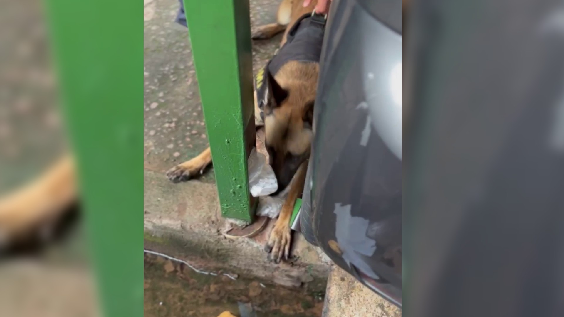 VÍDEO: cão farejador encontra drogas dentro de poste com fundo falso em Jundiaí