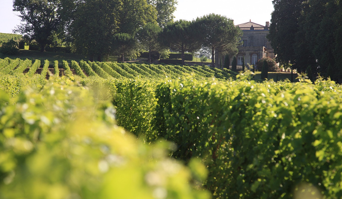 Borgonha X Bordeaux: as 3 diferenças essenciais entre os vinhos