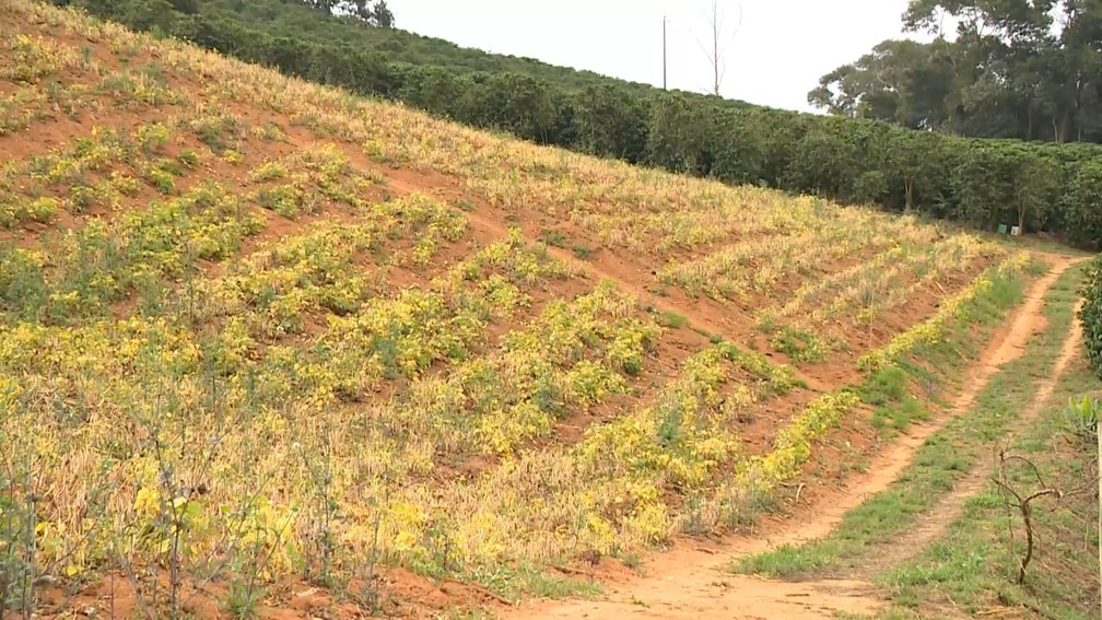 Lavoura de café em Venda Nova do Imigrante, ES — Foto: Reprodução/TV Gazeta