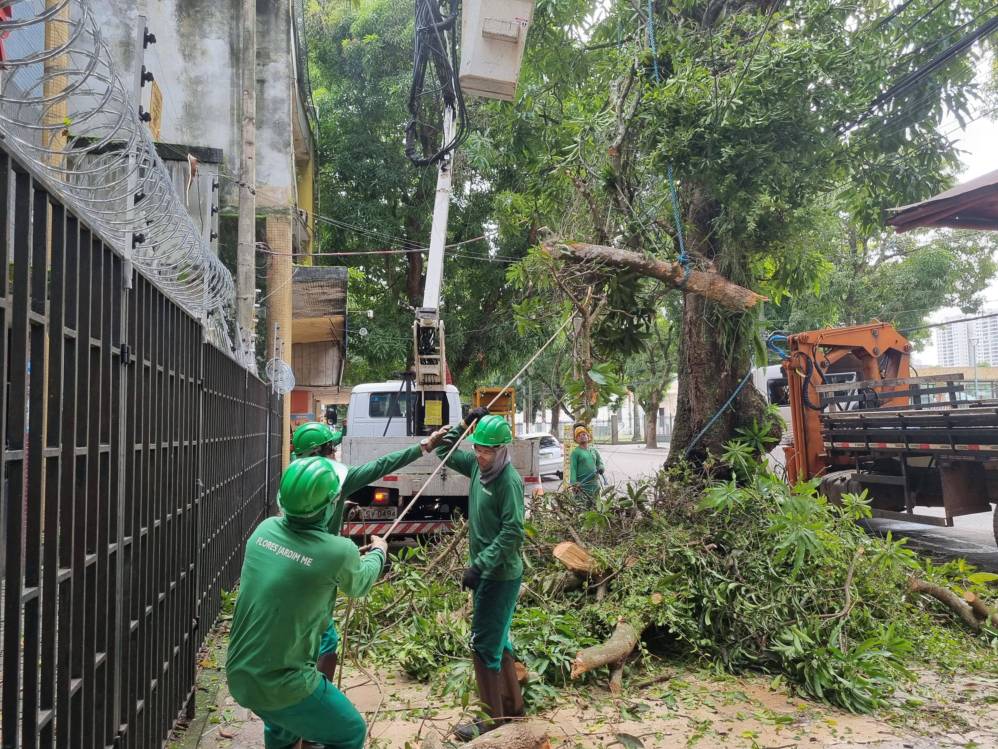 Mangueira com risco de queda é retirada durante operação na avenida Nazaré, em Belém