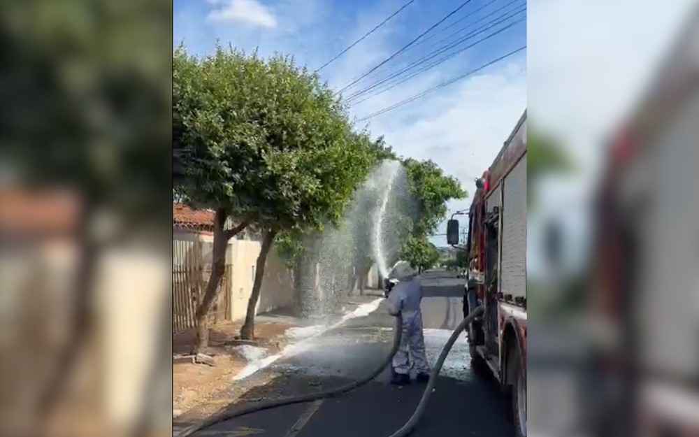 Abelhas atacam pedestres e cachorro em Rio Preto-SP