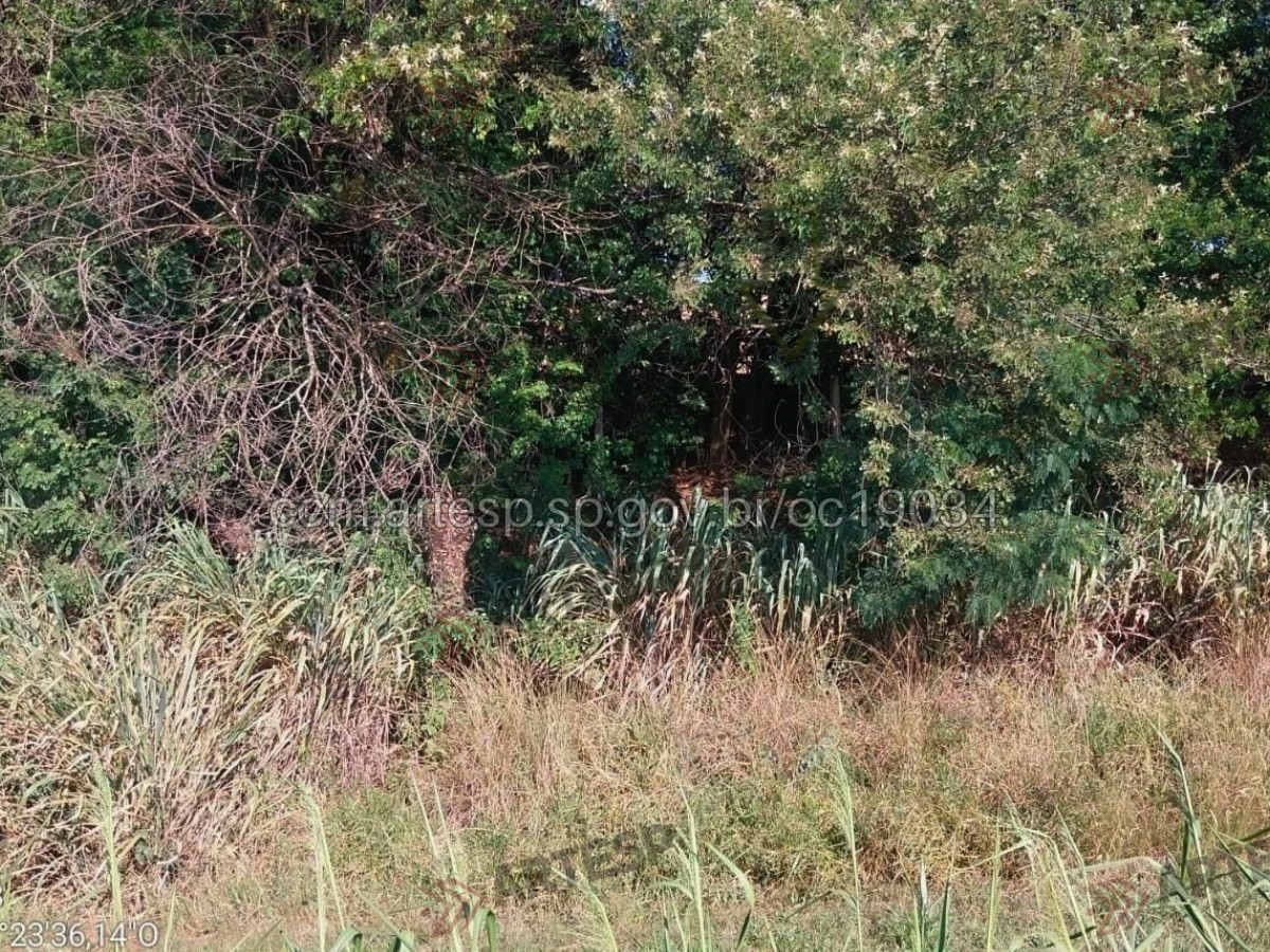Corpo em estado de decomposição é encontrado em rodovia no interior de SP