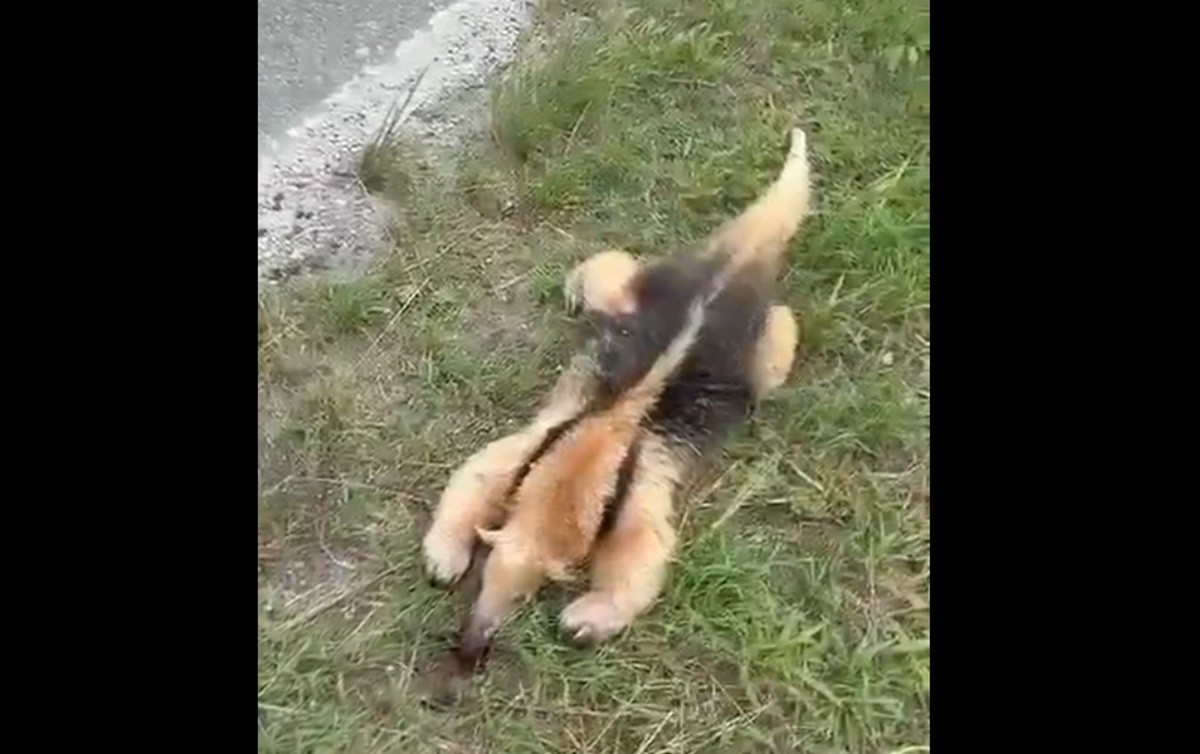 Tamanduá-mirim é encontrado sem vida às margens em rodovia de Arraial do Cabo 