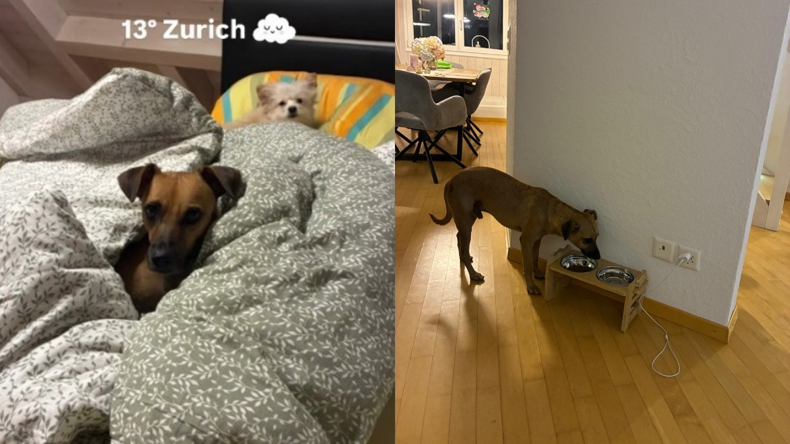 Tutora publica foto de vira-lata caramelo do Ceará passando frio de 13ºC na Suíça