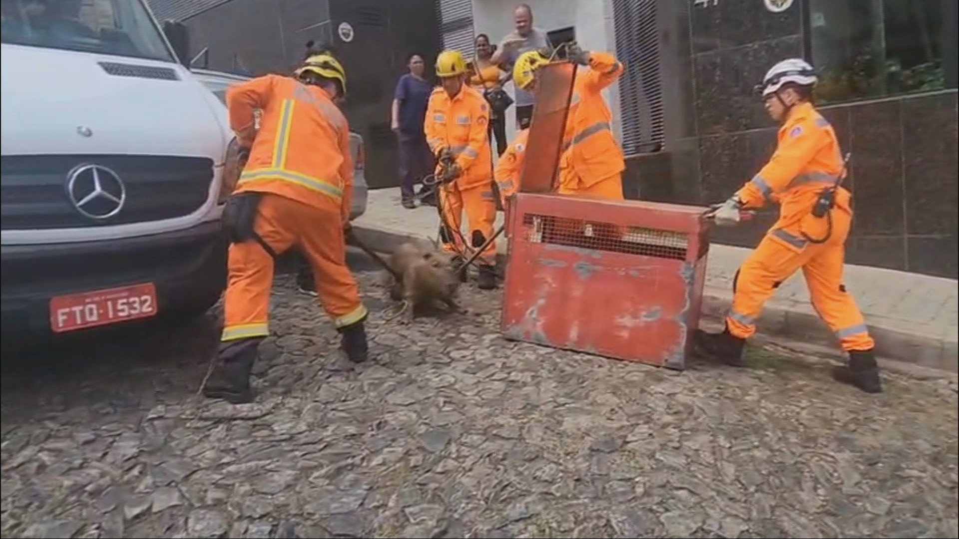 Capivara invade jardim de prédio e é resgatada por bombeiros em BH; VÍDEO