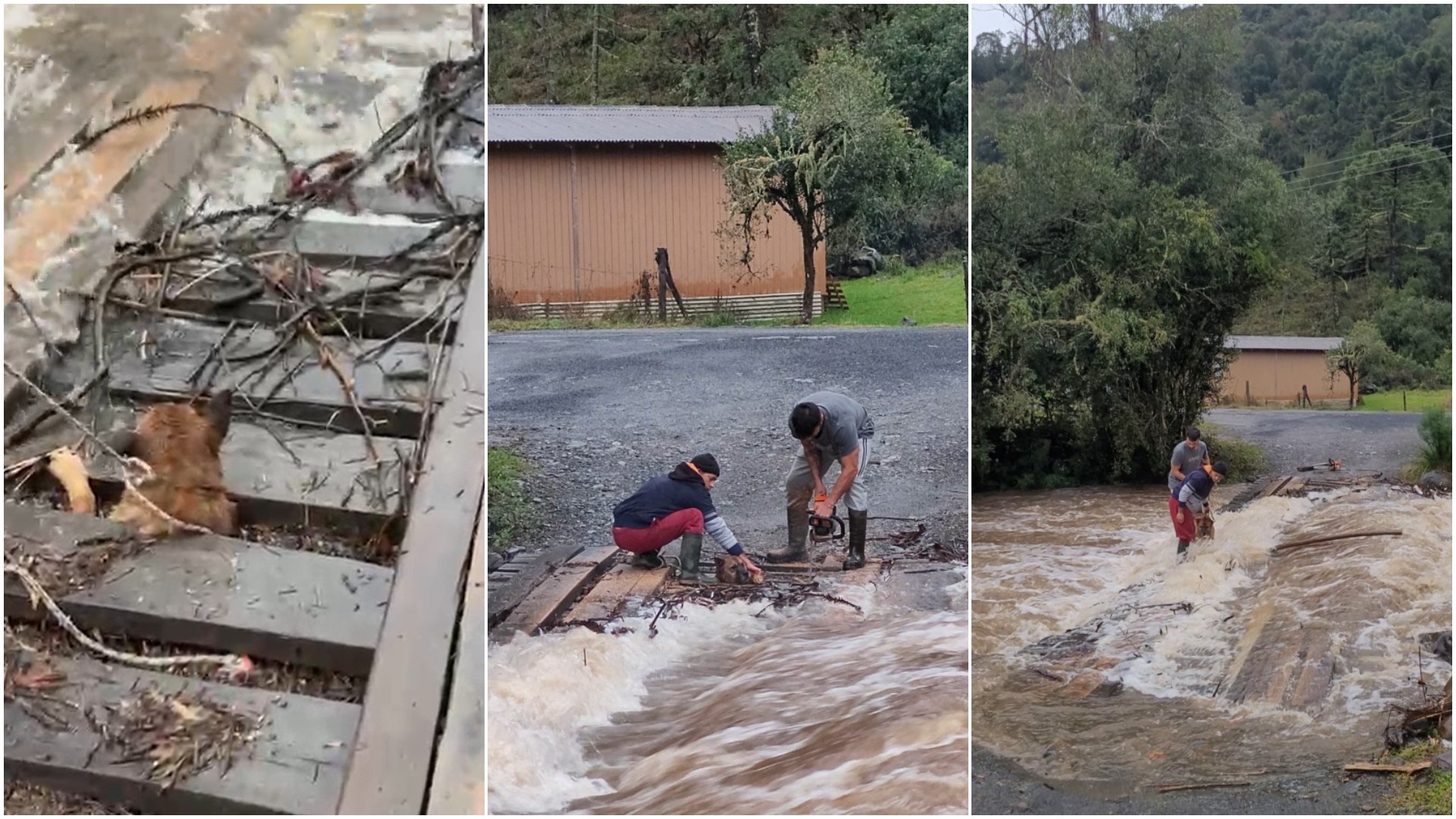 Cão preso em ponte de madeira no meio de enxurrada é resgatado com uso de motosserra em SC; VÍDEO