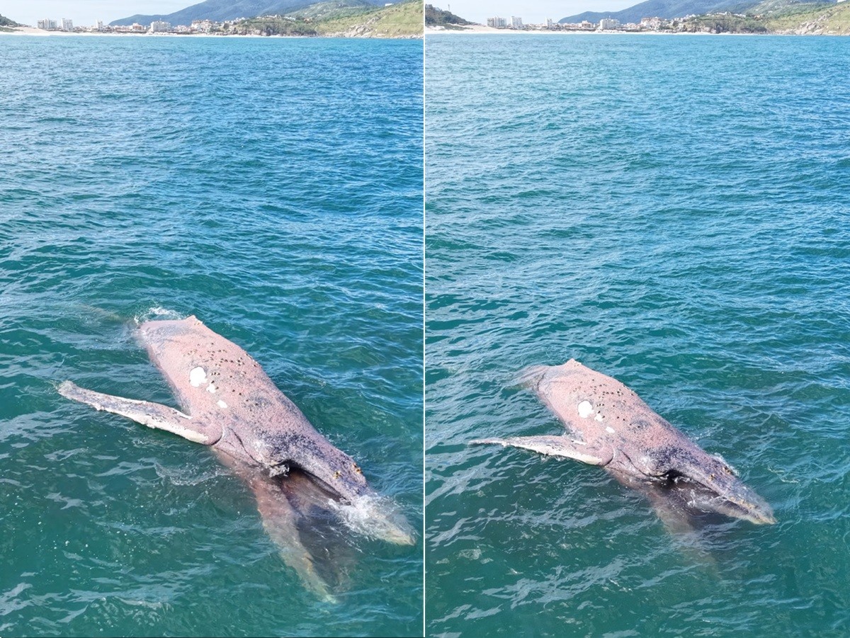 Baleia-jubarte é encontrada morta boiando no mar em Arraial do Cabo