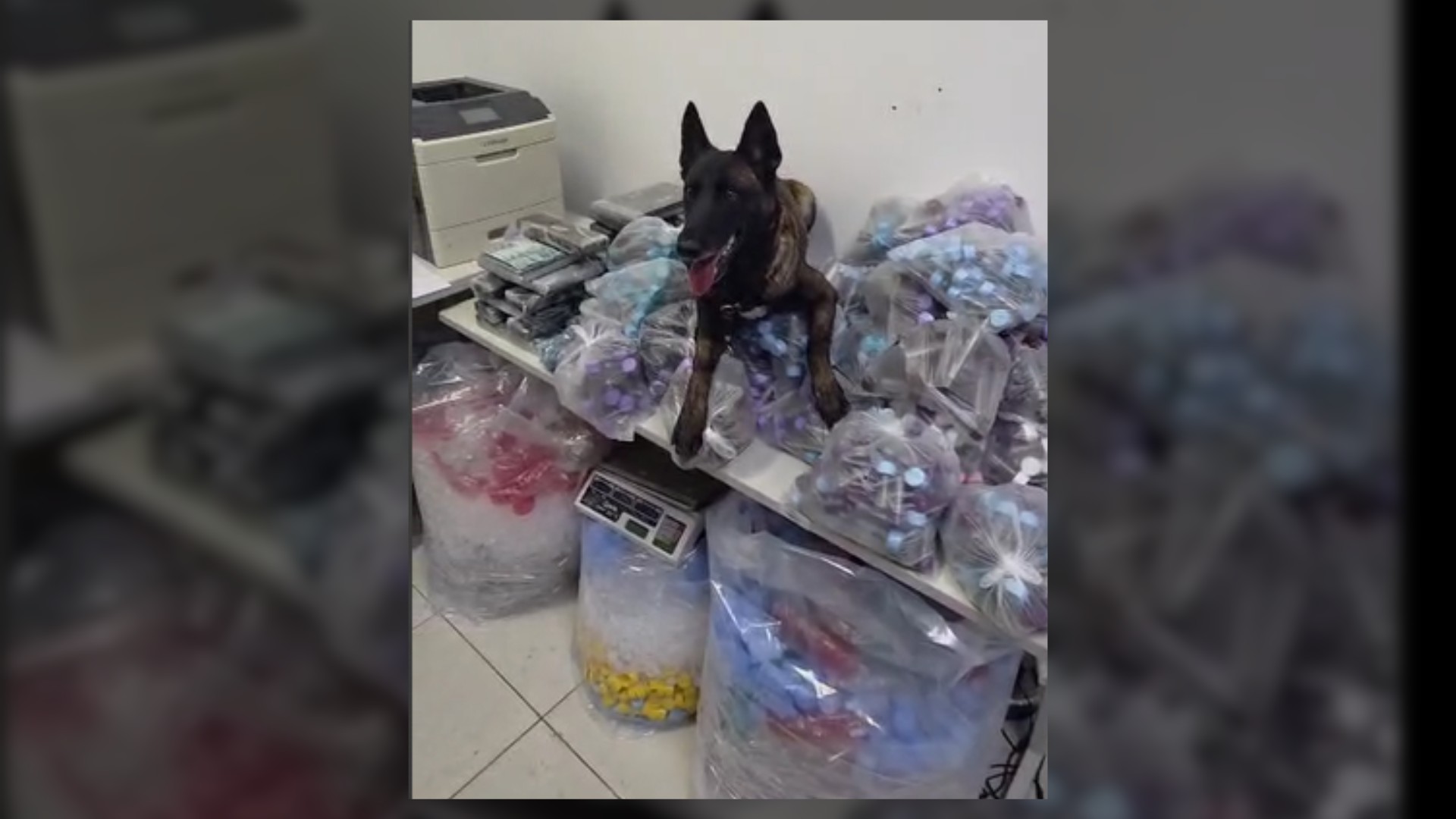 Polícia Civil apreende mais de 40 kg de drogas e 40 mil dólares durante operação em Jundiaí