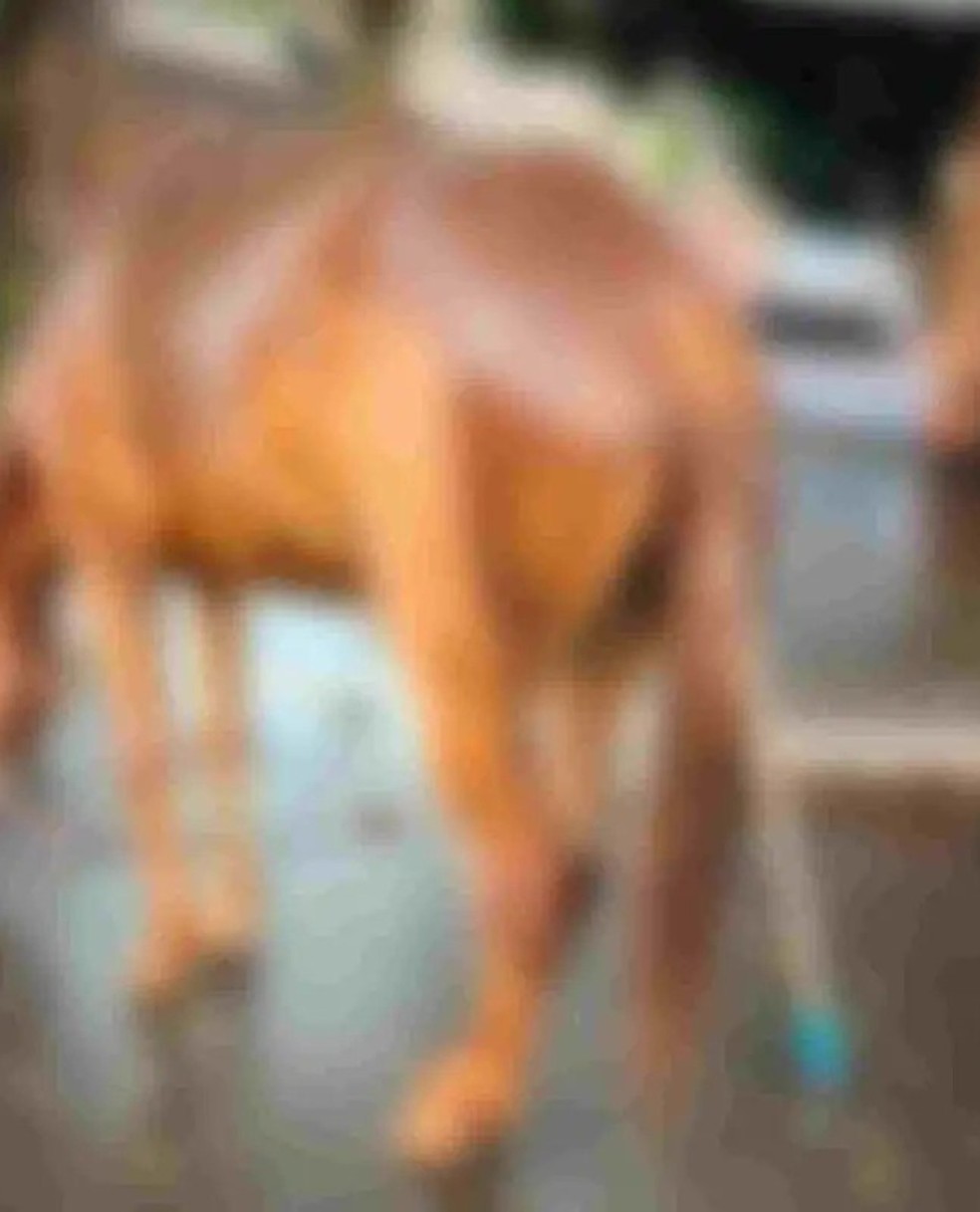 Insanidade: homem mata cavalo batendo com barra de ferro