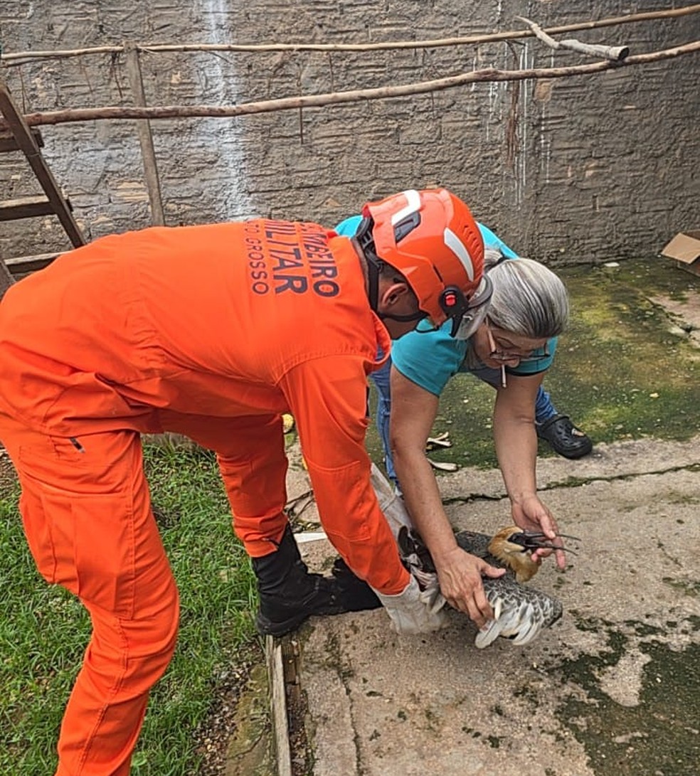 Bombeiros resgatam ave curicaca ferida em rua de Confresa (MT) — Foto: Reprodução