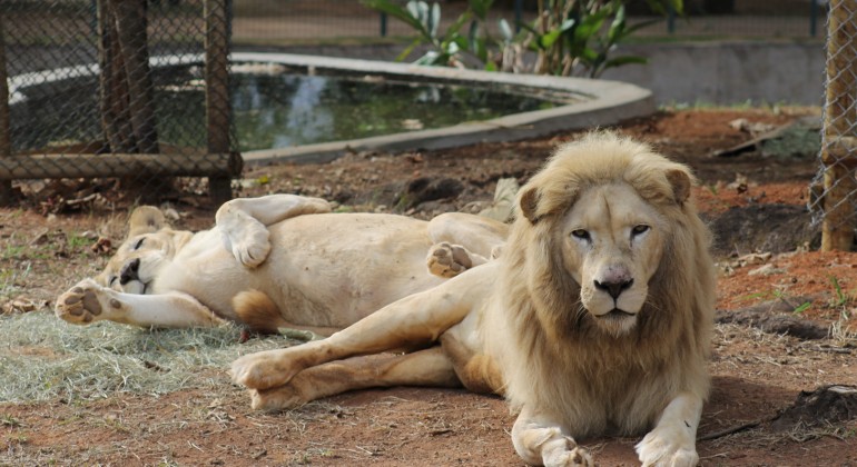 Leoa morre durante anestesia menos de um mês após chegar ao Zoológico de BH