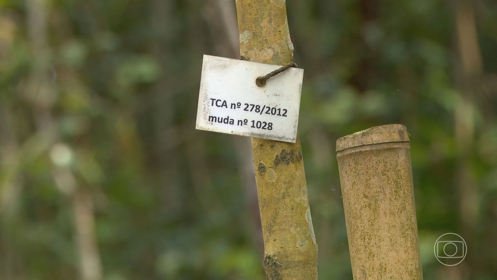 Campos recuperados ficam dentro de um parque de São Paulo e são monitorados — Foto: Reprodução/TV Globo